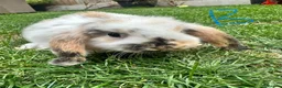 Mini Lop rabbits for sale: Mini Lop Rabbits For Sale  - Advert 7