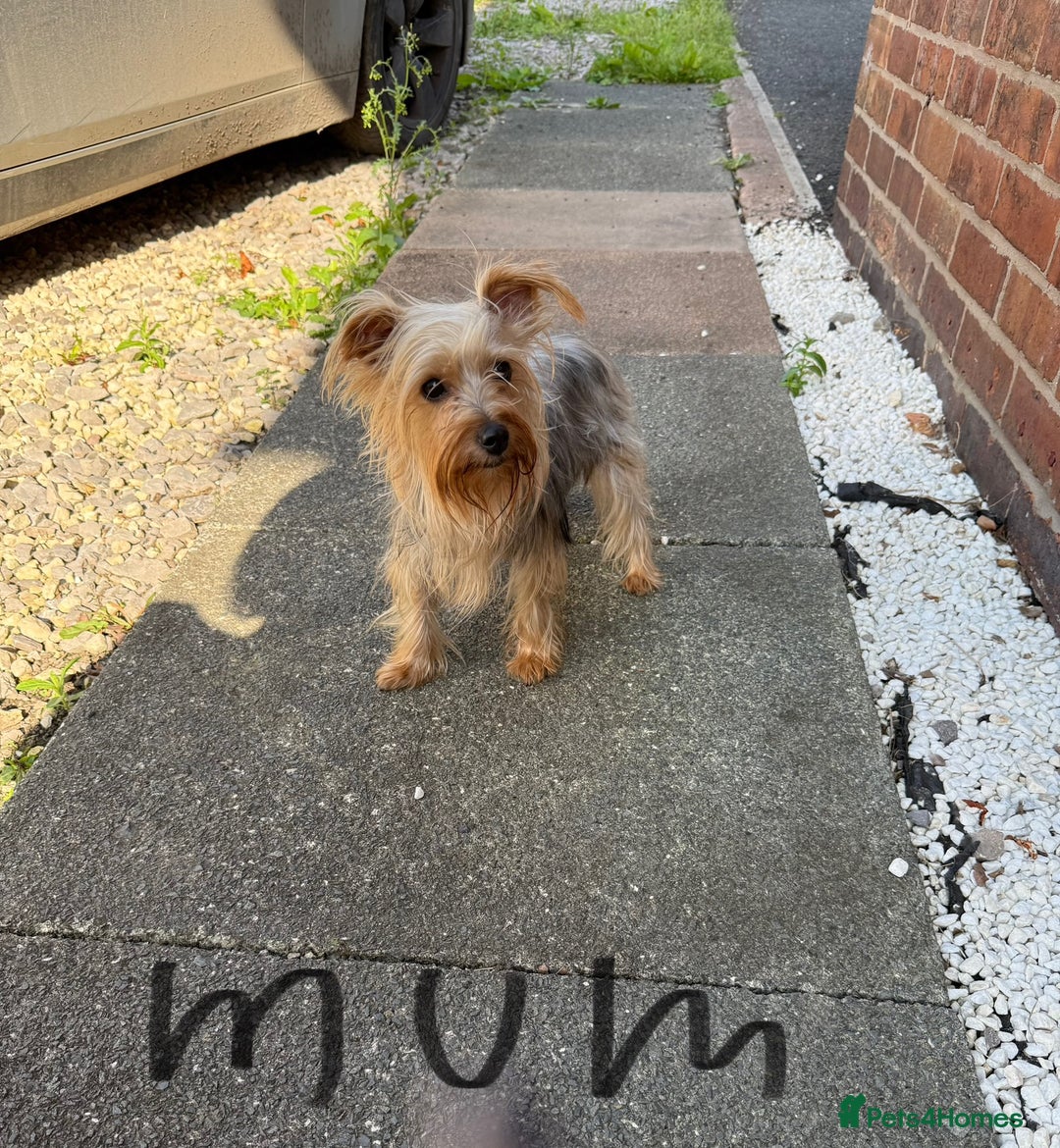 Yorkshire Terrier dogs for sale: Miniature Yorkshire Terrier  - Image 8