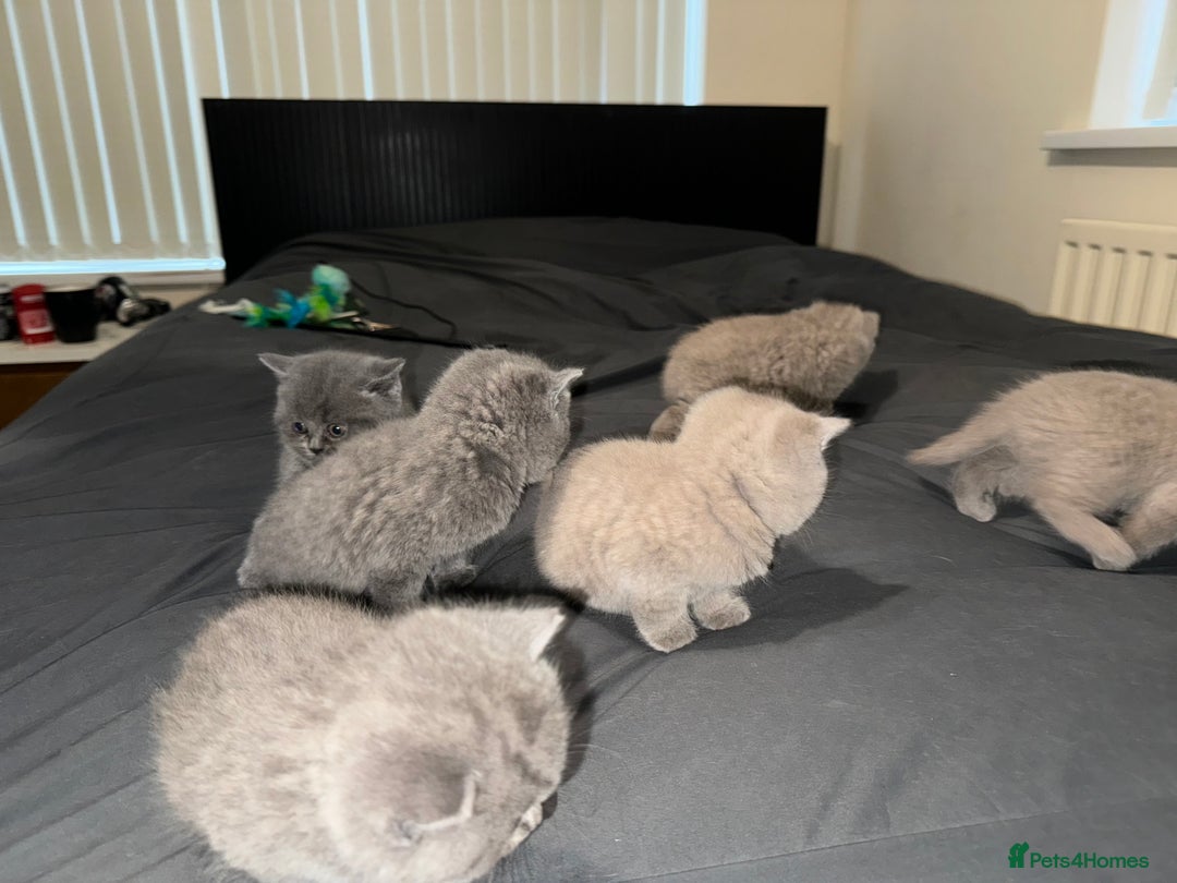 British Shorthair cats for sale: British shorthair lilac and blue - Advert 4