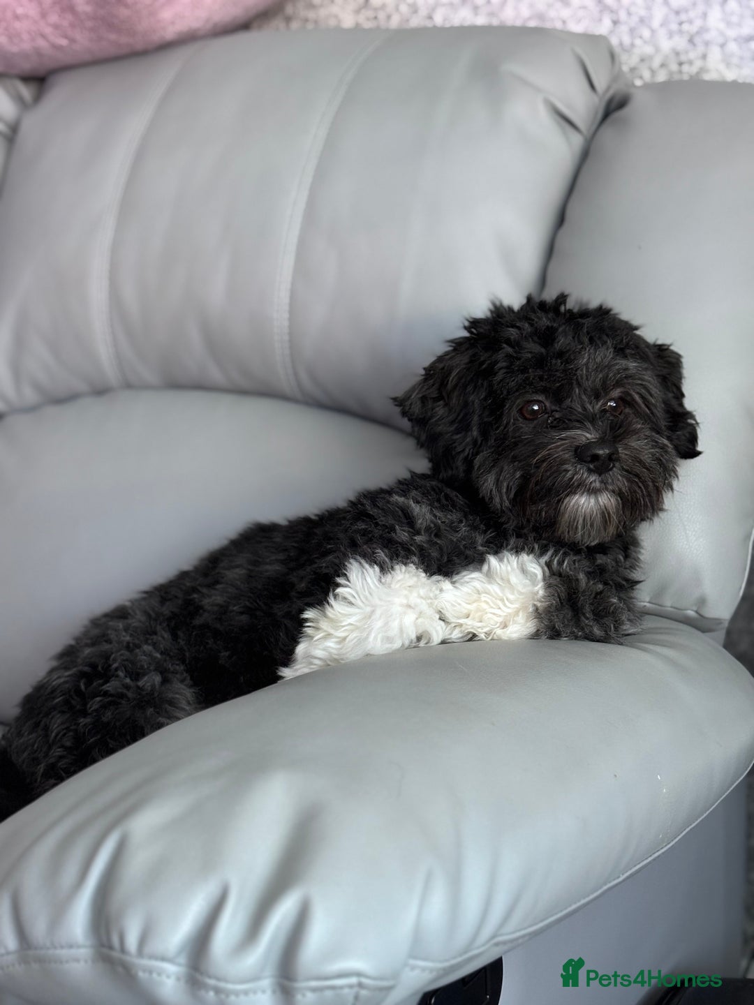 Mixed Breed dogs for sale: Bichon x havanese male 1 year old - Advert 4