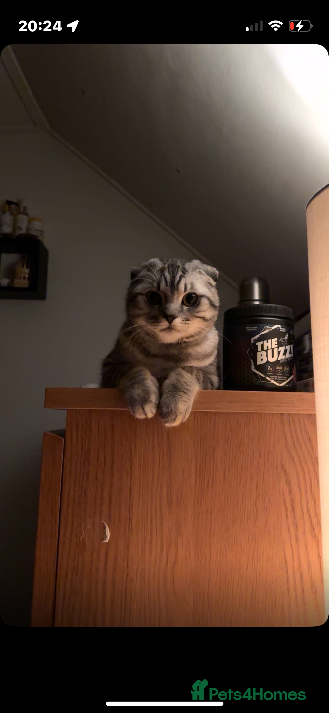 Scottish Fold cats Scottish fold stud  in Rochester - Advert 1