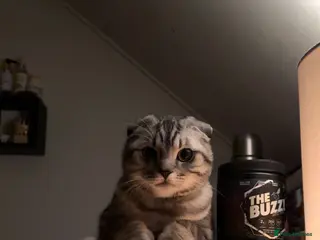 Scottish Fold cats Scottish fold stud in Rochester - Advert 1