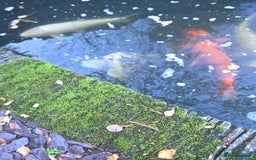 Koi Carp fish for sale: Variety of koi fish size from 35cm to 45 - Advert 8