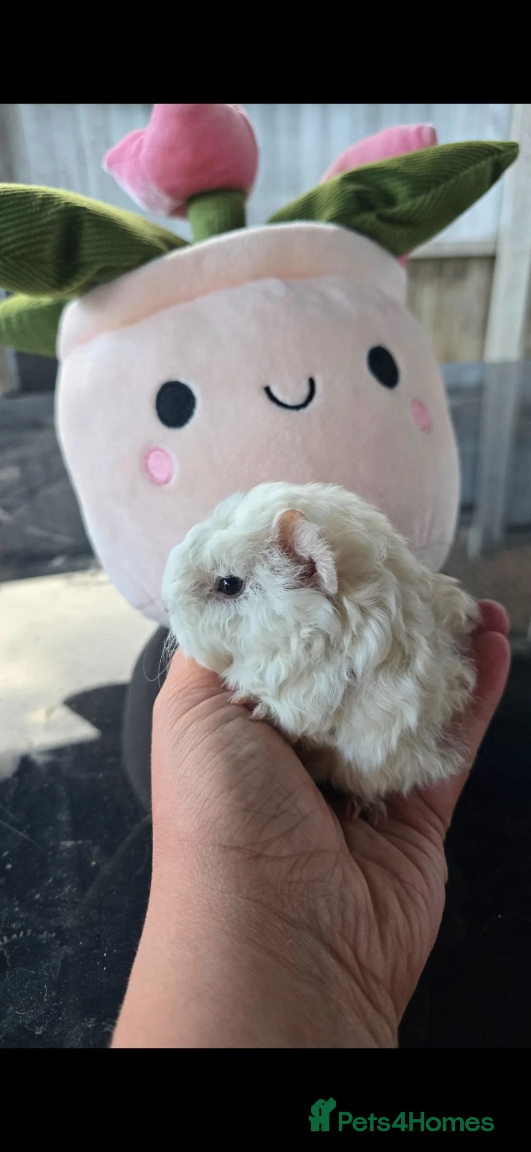 Guinea Pig rodents for sale: Lunkarya  guineapigs in Mansfield - Advert 2