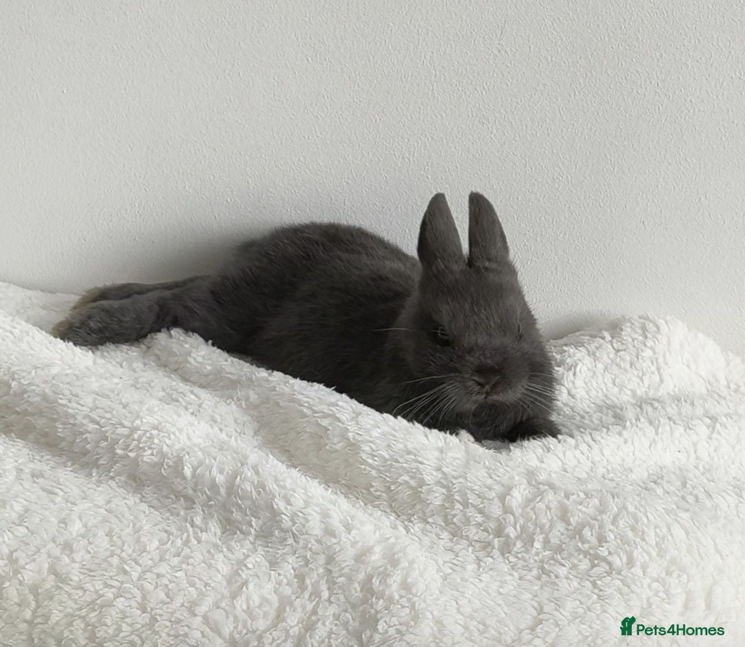Netherland Dwarf rabbits Beautiful male mini lop 9 weeks - Advert 1