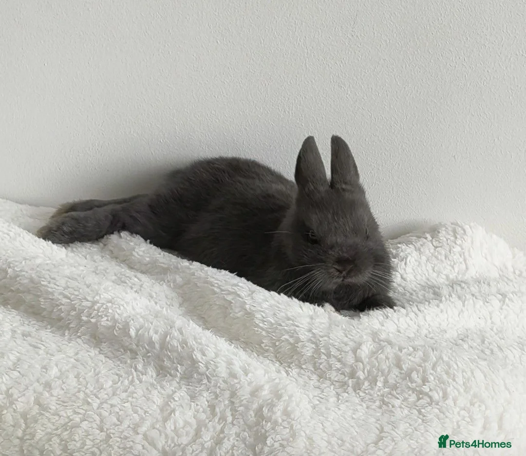 Netherland Dwarf rabbits for sale: Beautiful male mini lop 9 weeks - Advert 1