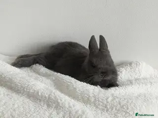 Netherland Dwarf rabbits Beautiful male mini lop 9 weeks - Advert 1