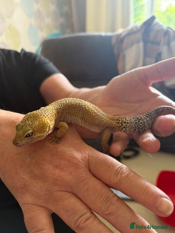 Leopard Gecko reptiles in Middlesbrough - Advert 19