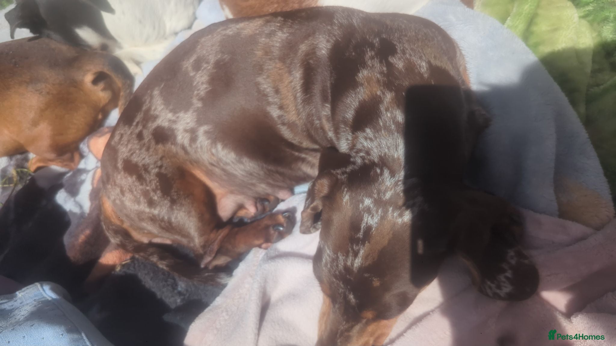 Dachshund dogs Mini sausages (girls) - Advert 1