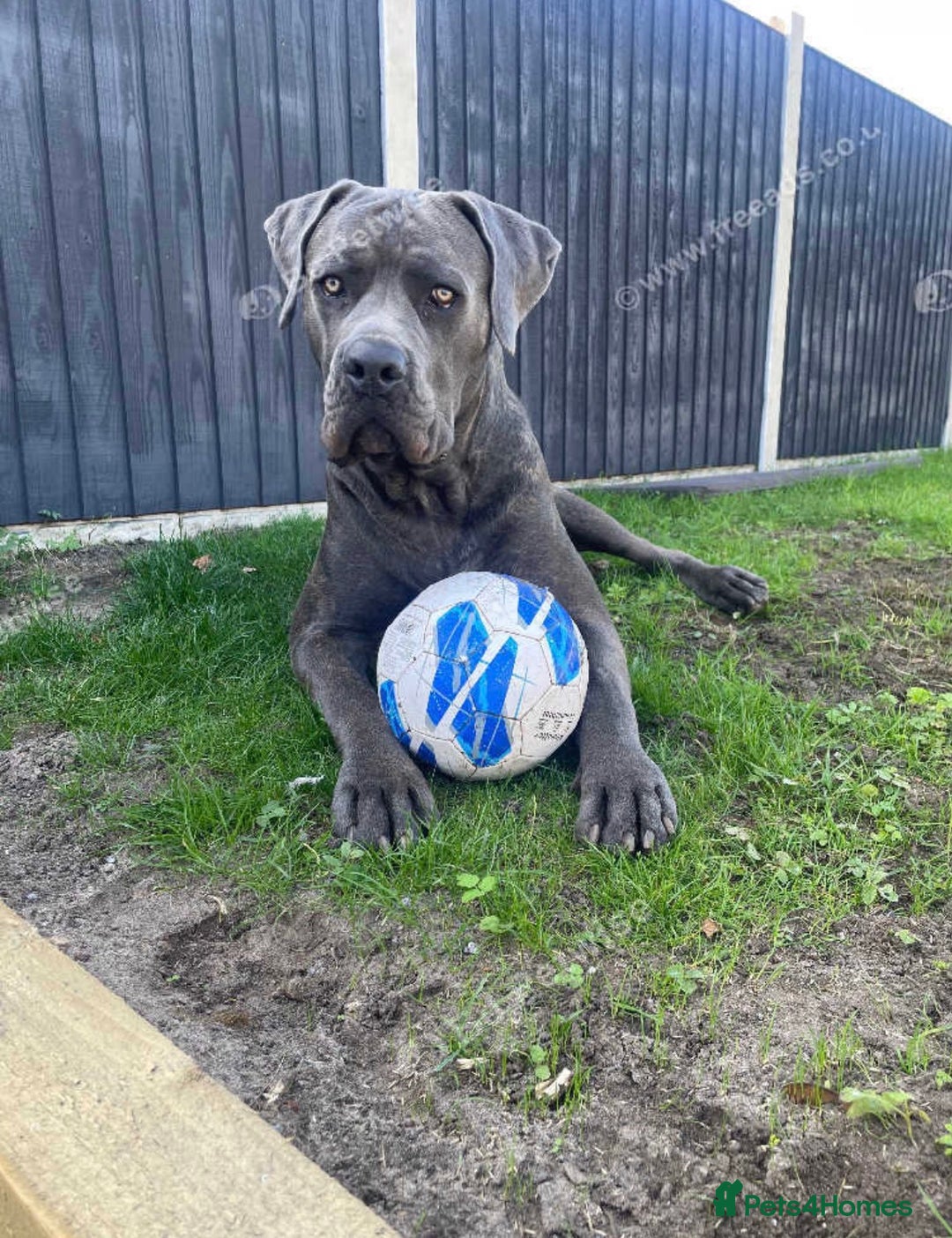 Cane Corso dogs for sale: Rehoming Stanley - Advert 1