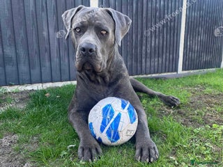 Cane Corso dogs Rehoming Stanley - Advert 5