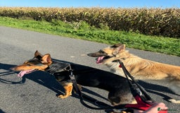 Mixed Breed dogs for sale: Beautiful Inca & handsome Nanuq  - Image 8