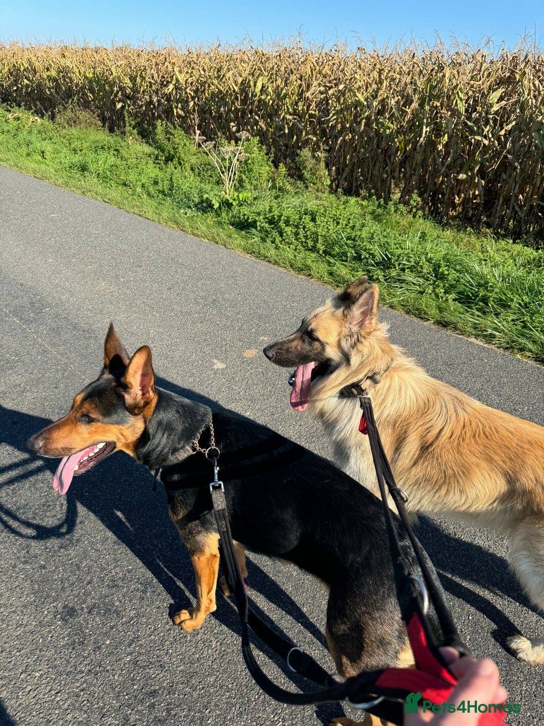 Mixed Breed dogs for sale: Beautiful Inca & handsome Nanuq  - Image 8