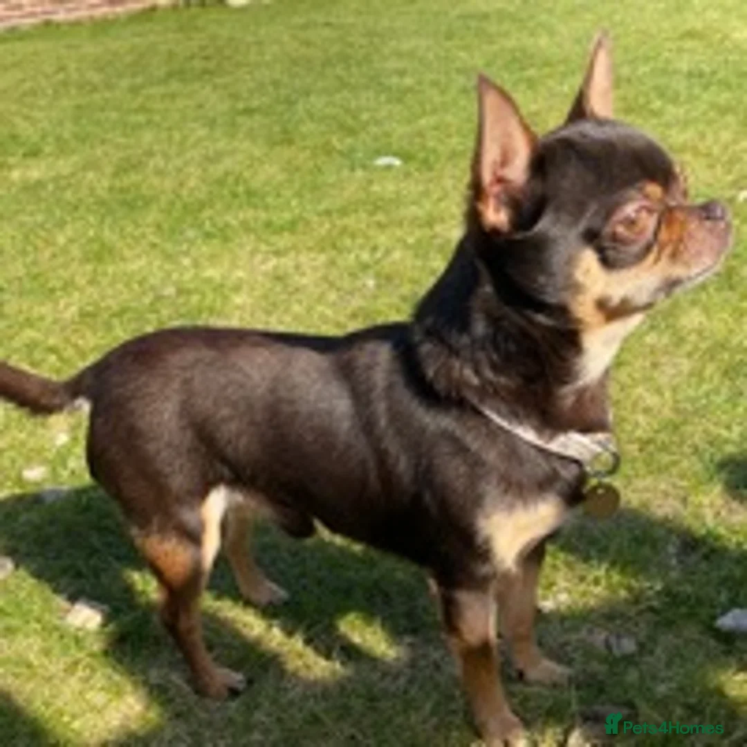 Chihuahua dogs for stud: small chihuahua stud only not for sale! chihuahua in Bury Saint Edmunds - Advert 4