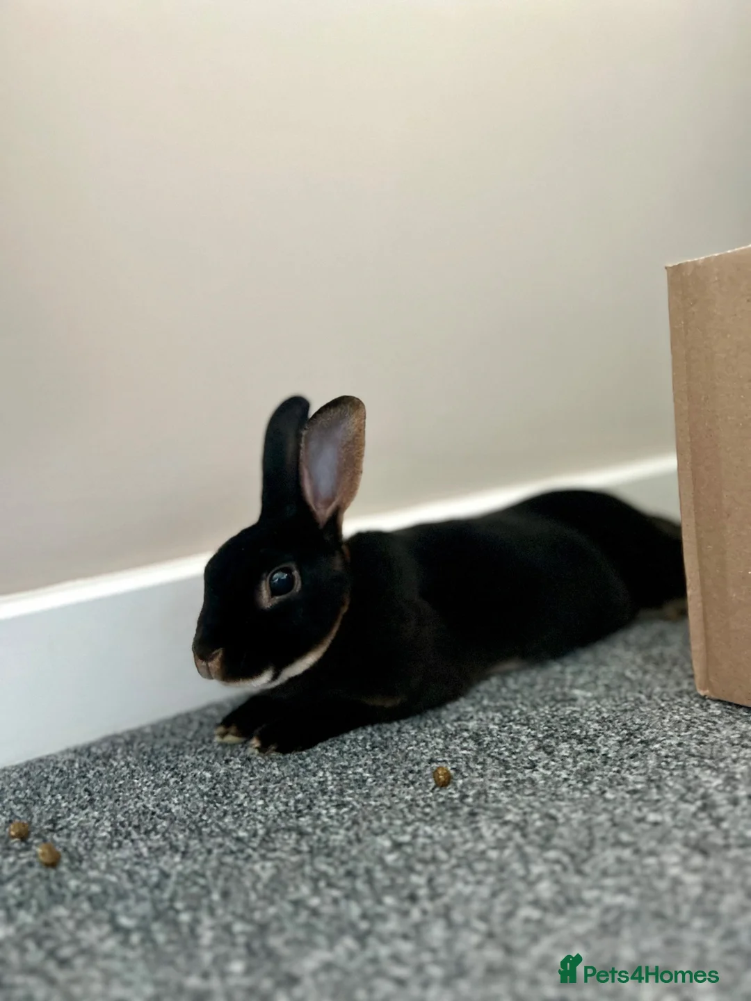 Rex rabbits for sale: Male rex rabbit  in Wellingborough - Advert 2