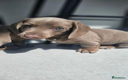 Dachshund dogs for sale: Miniature Dachshund Puppies - Advert 6