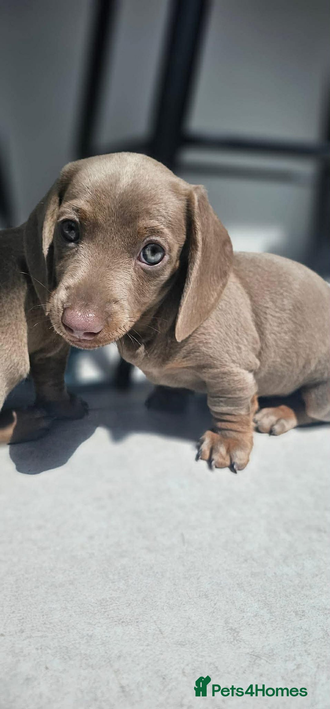 Dachshund dogs for sale: Miniature Dachshund Puppies - Advert 6