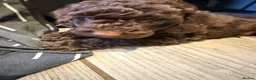 Cockapoo dogs for sale: Stunning Miniature F 2 Cockapoo Puppies - Advert 5