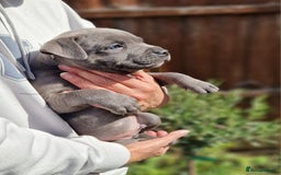 Staffordshire Bull Terrier dogs for sale: KC Reg Staffy Pups – Beautiful Chunky Puppys - Image 14