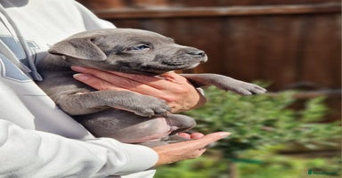 Staffordshire Bull Terrier dogs - Advert 2