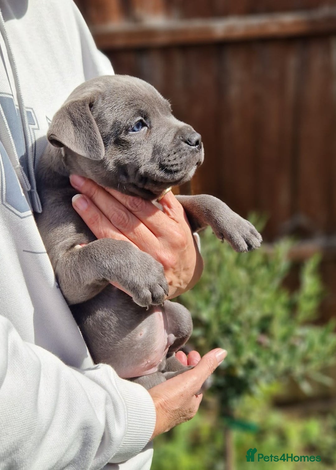 Staffordshire Bull Terrier dogs for sale: KC Reg Staffy Pups – Beautiful Chunky Puppys - Image 14