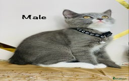 British Shorthair cats for sale: British shorthair x ragdoll mix  - Image 4
