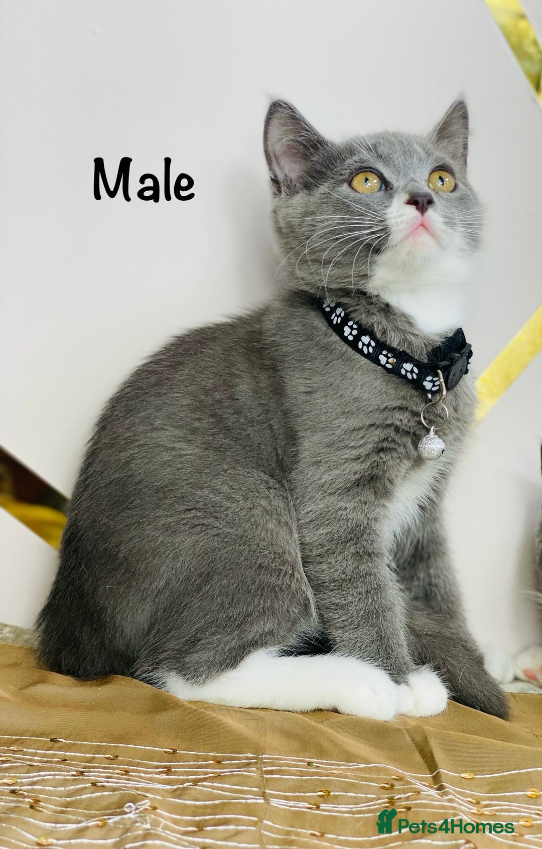 British Shorthair cats for sale: British shorthair x ragdoll mix  - Image 4