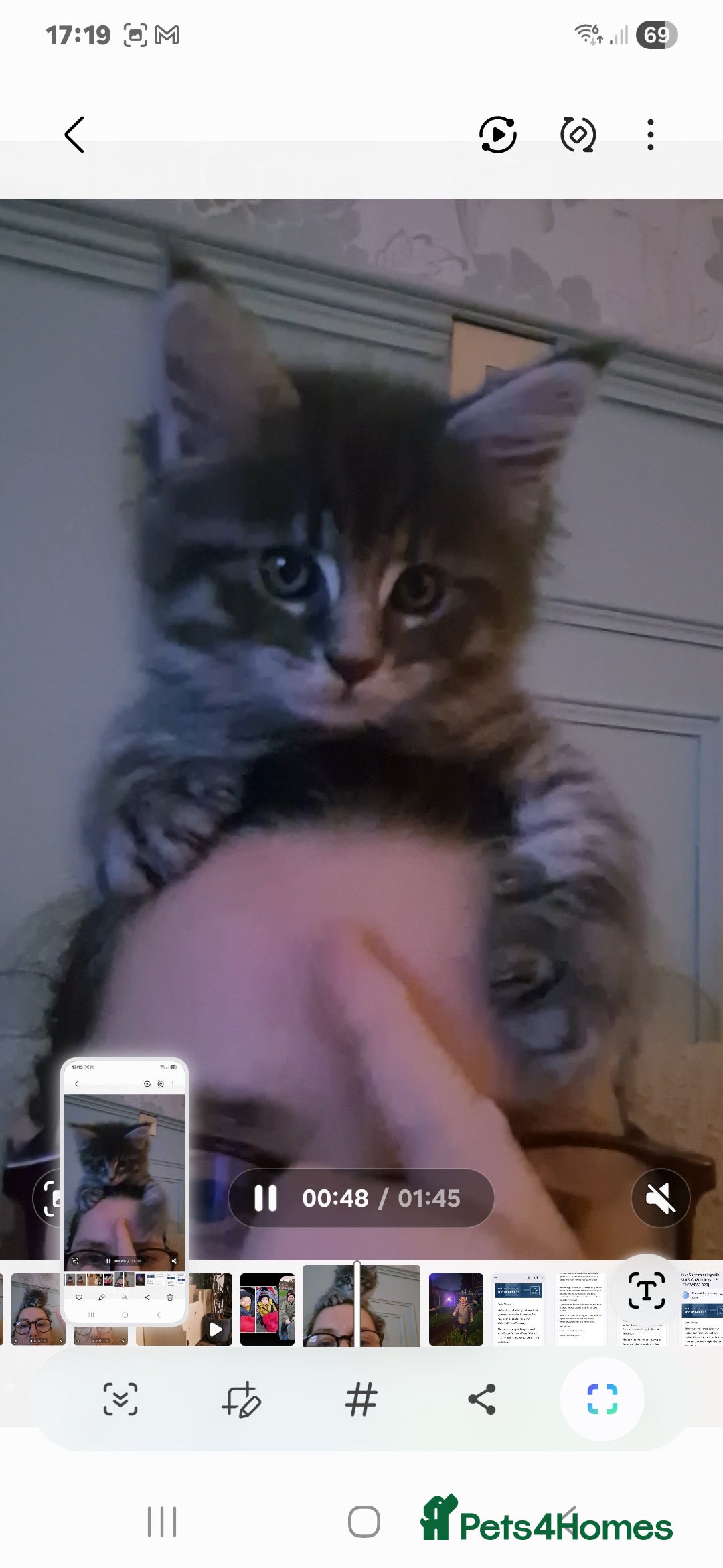 Maine Coon cats for sale: Mainecoon kitten - Image 5