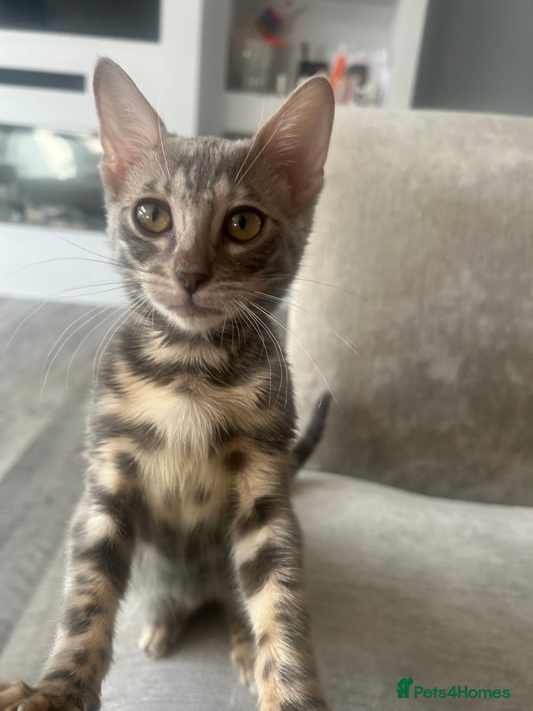 Bengal cats for sale: Adorable Female Blue Bengal Kitten TICA REG - Image 15