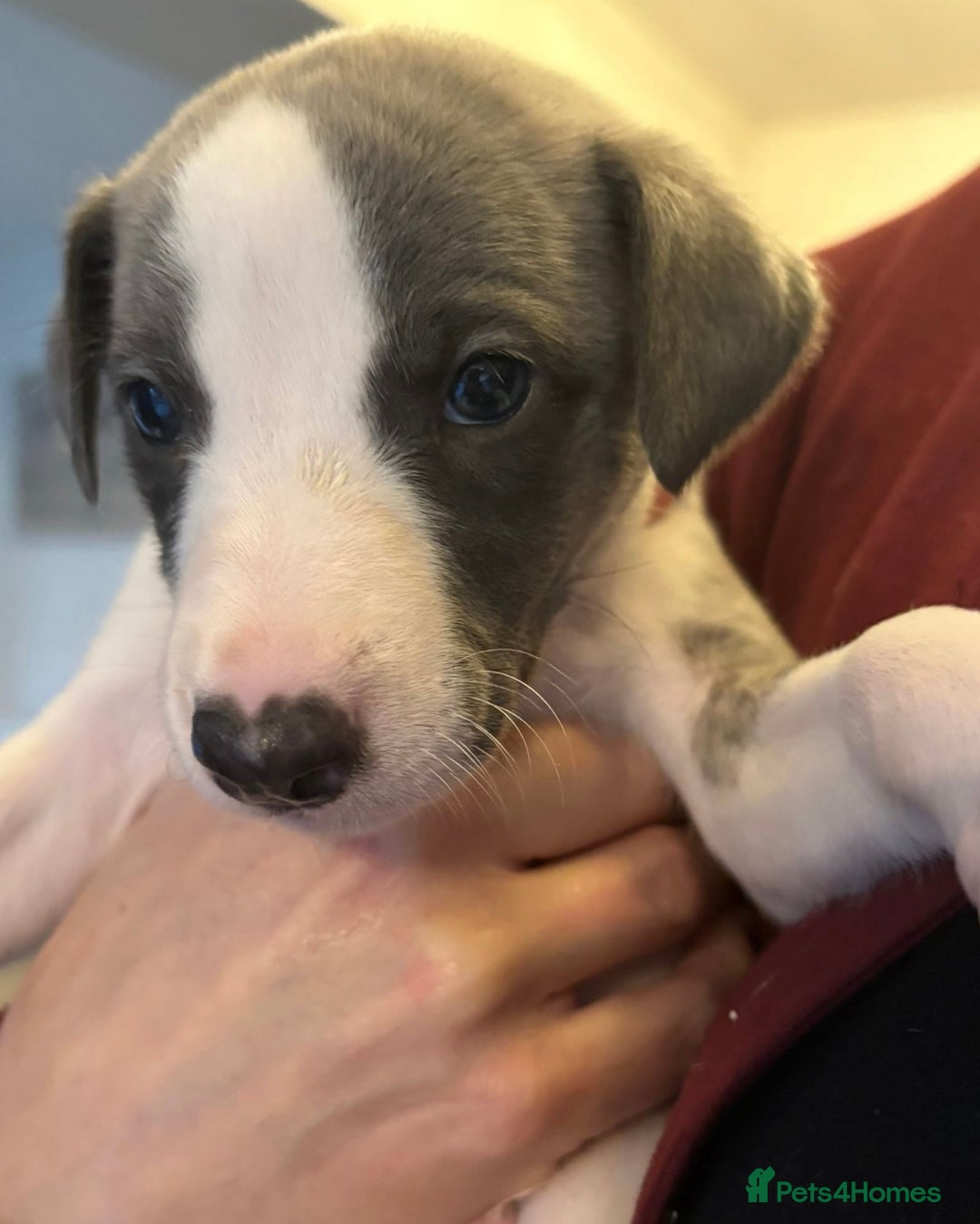 Whippet dogs for sale: 3 boys available  - Advert 16