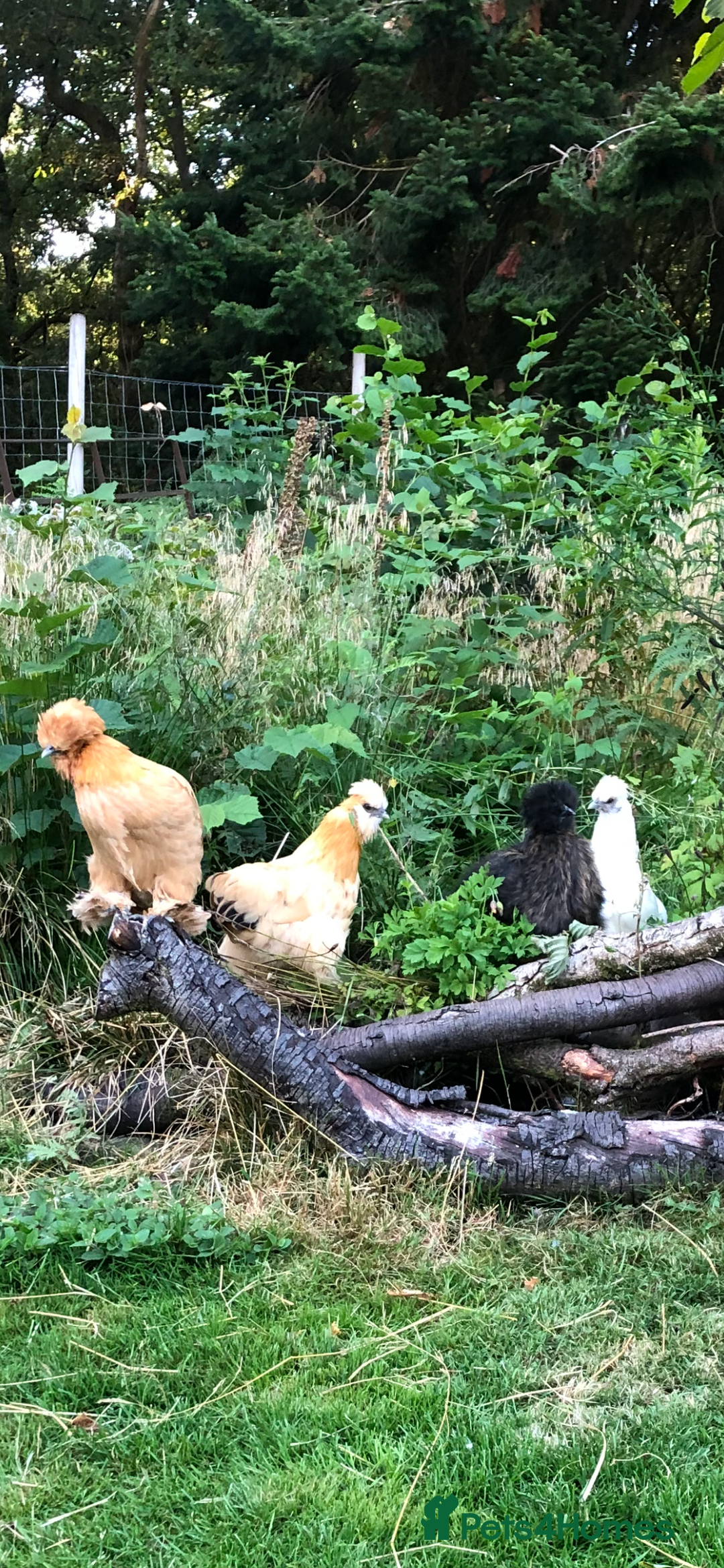 Chickens poultry for sale: Silkie x sablepoot pol hens  - Image 2