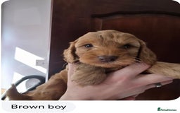Cockapoo dogs for sale: Stunning F1 Cocokapoos - Image 5