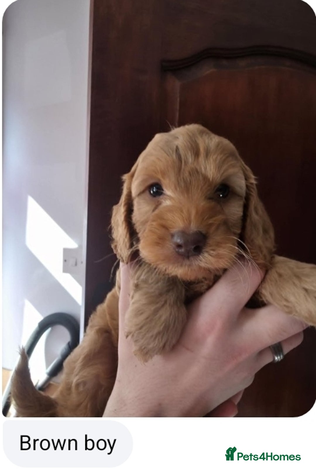 Cockapoo dogs for sale: Stunning F1 Cocokapoos - Image 5