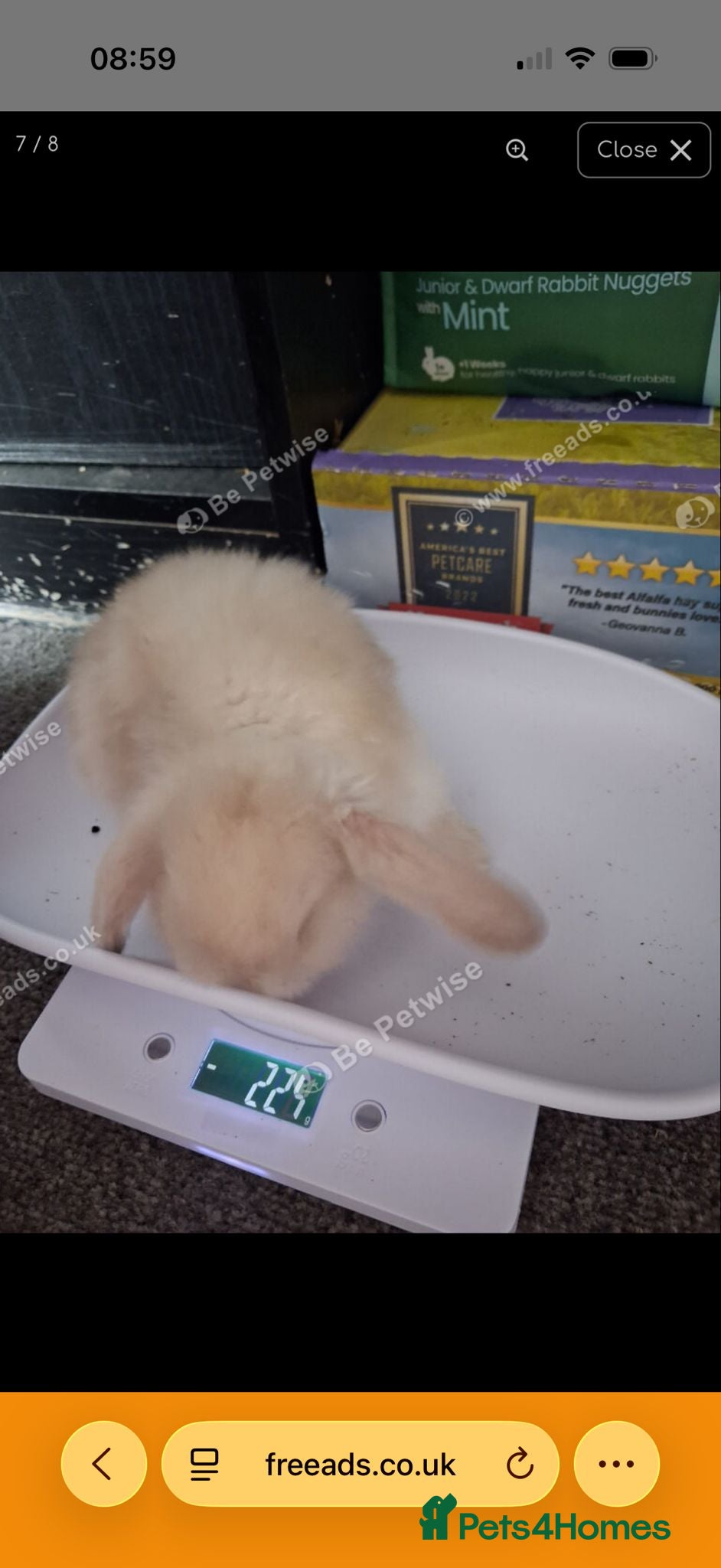 Mini Lop rabbits Mini lops available 3 left from litter of 6 - Advert 15