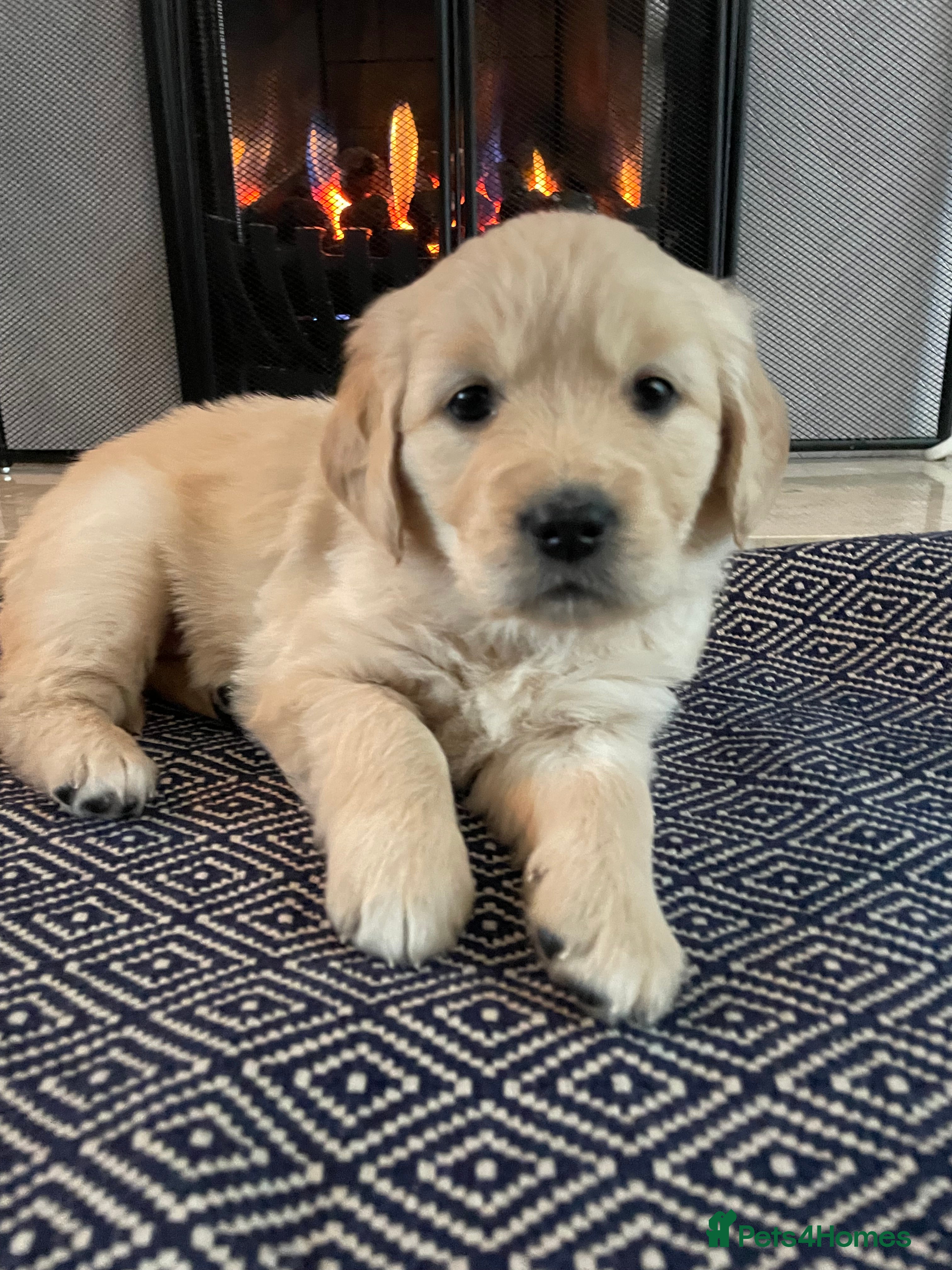 Golden Retriever dogs Pure Bred Golden Retriever Puppies for Sale - Advert 9