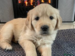 Golden Retriever dogs Pure Bred Golden Retriever Puppies for Sale - Advert 9