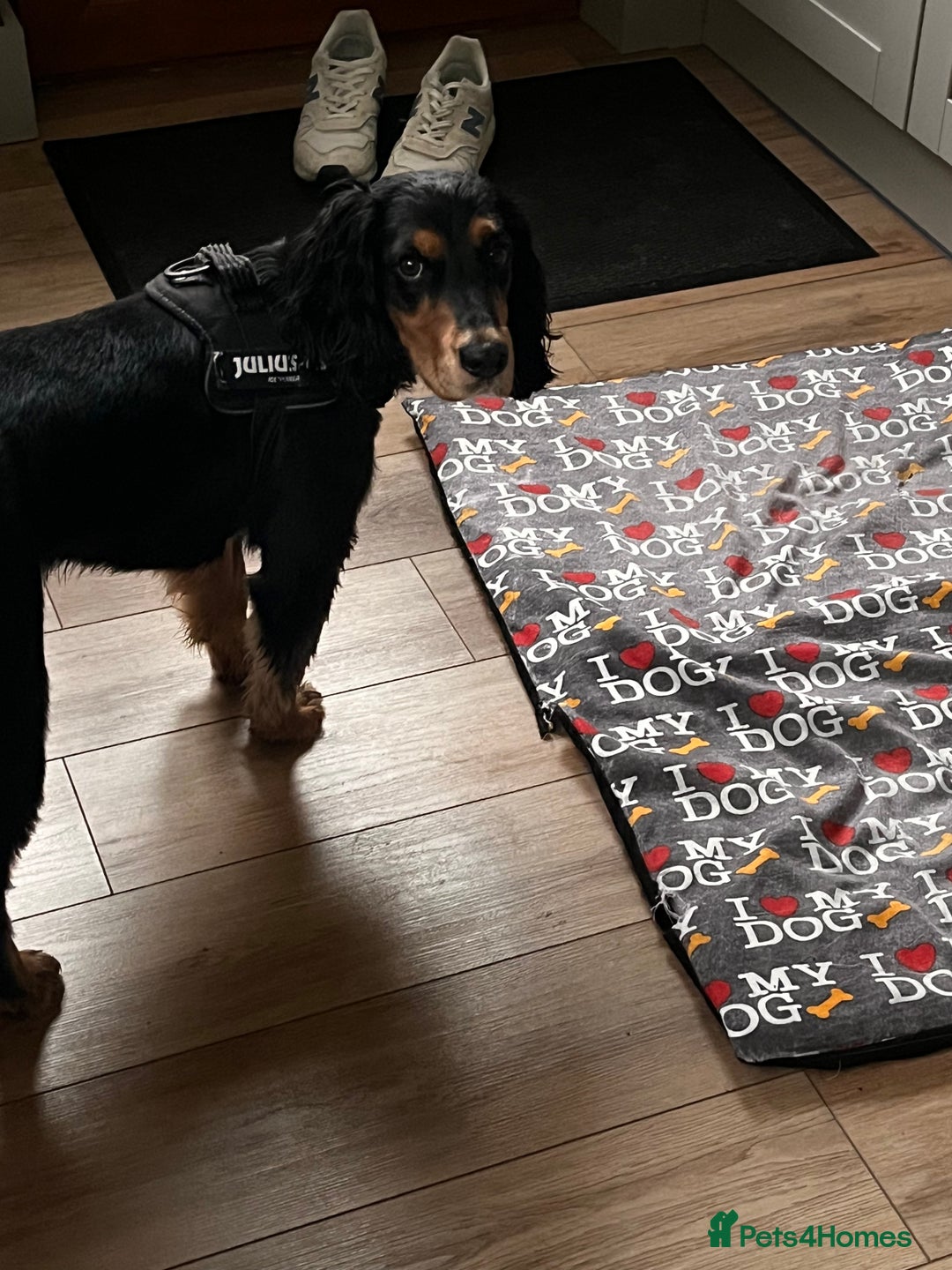 Cocker Spaniel dogs for sale: Ralph the Cocker Spaniel  - Advert 10