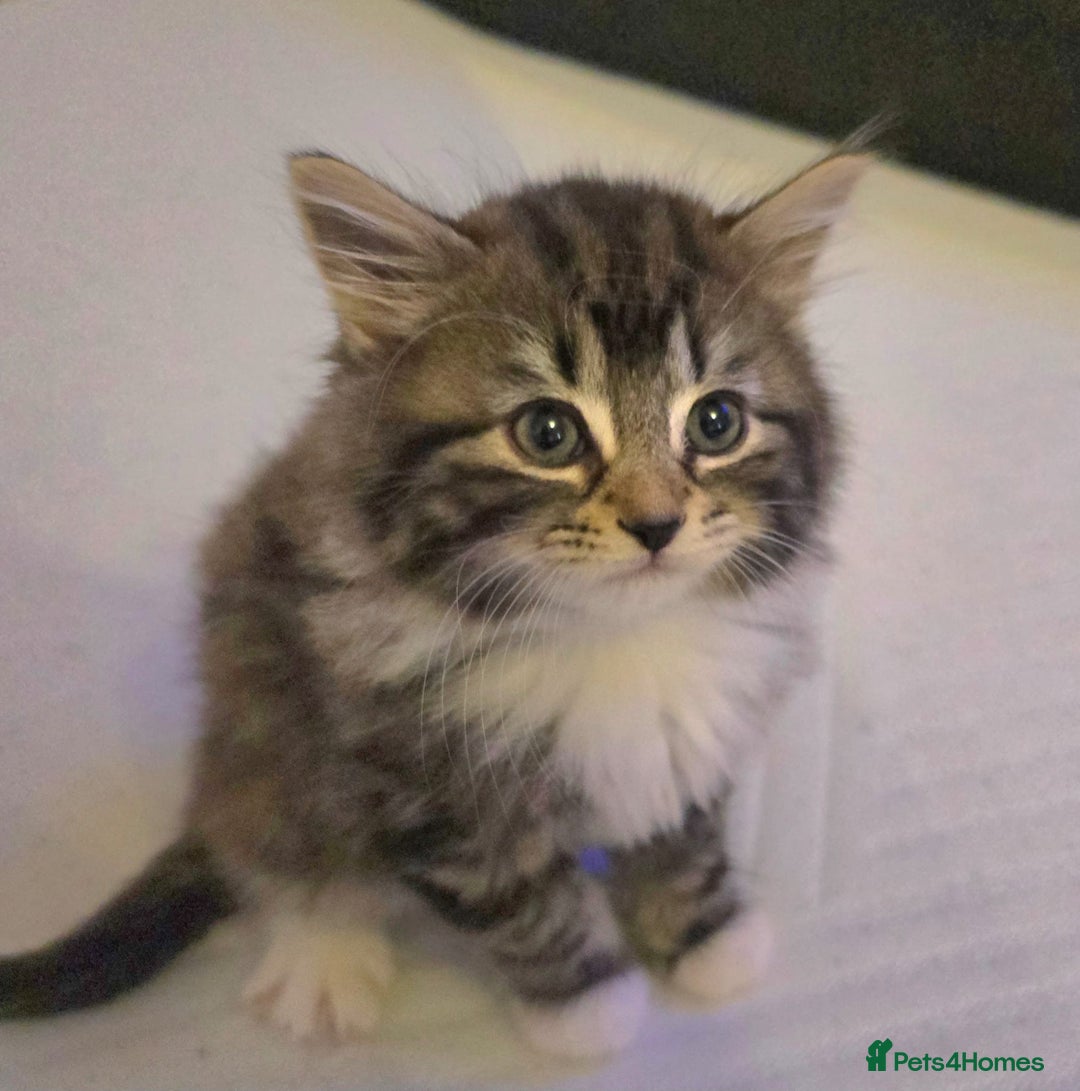 Maine Coon cats for sale: Adorable Maine Coon Kitten - Image 4