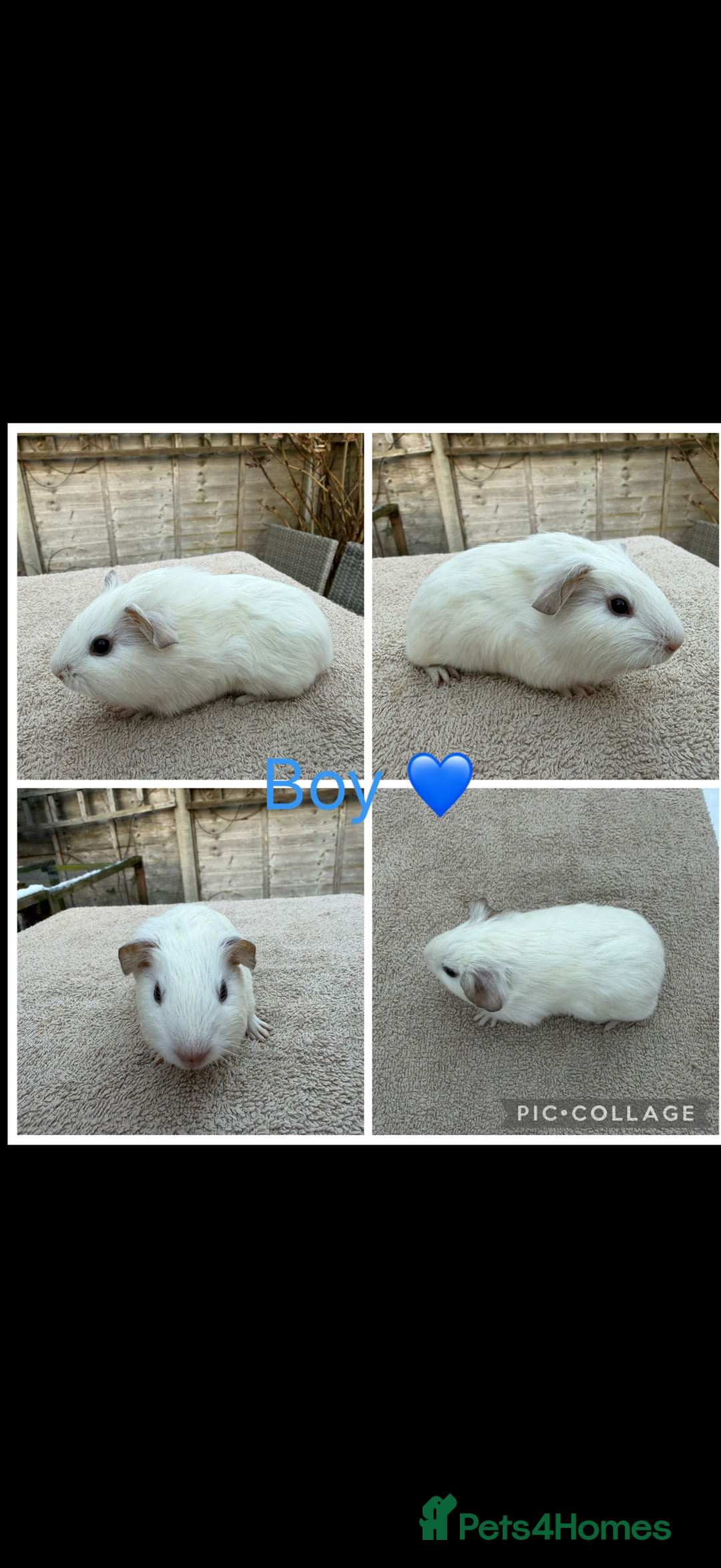 Guinea Pig rodents for sale: Male & Female Guinea pigs 👀 for new laps 🥰 - Advert 2