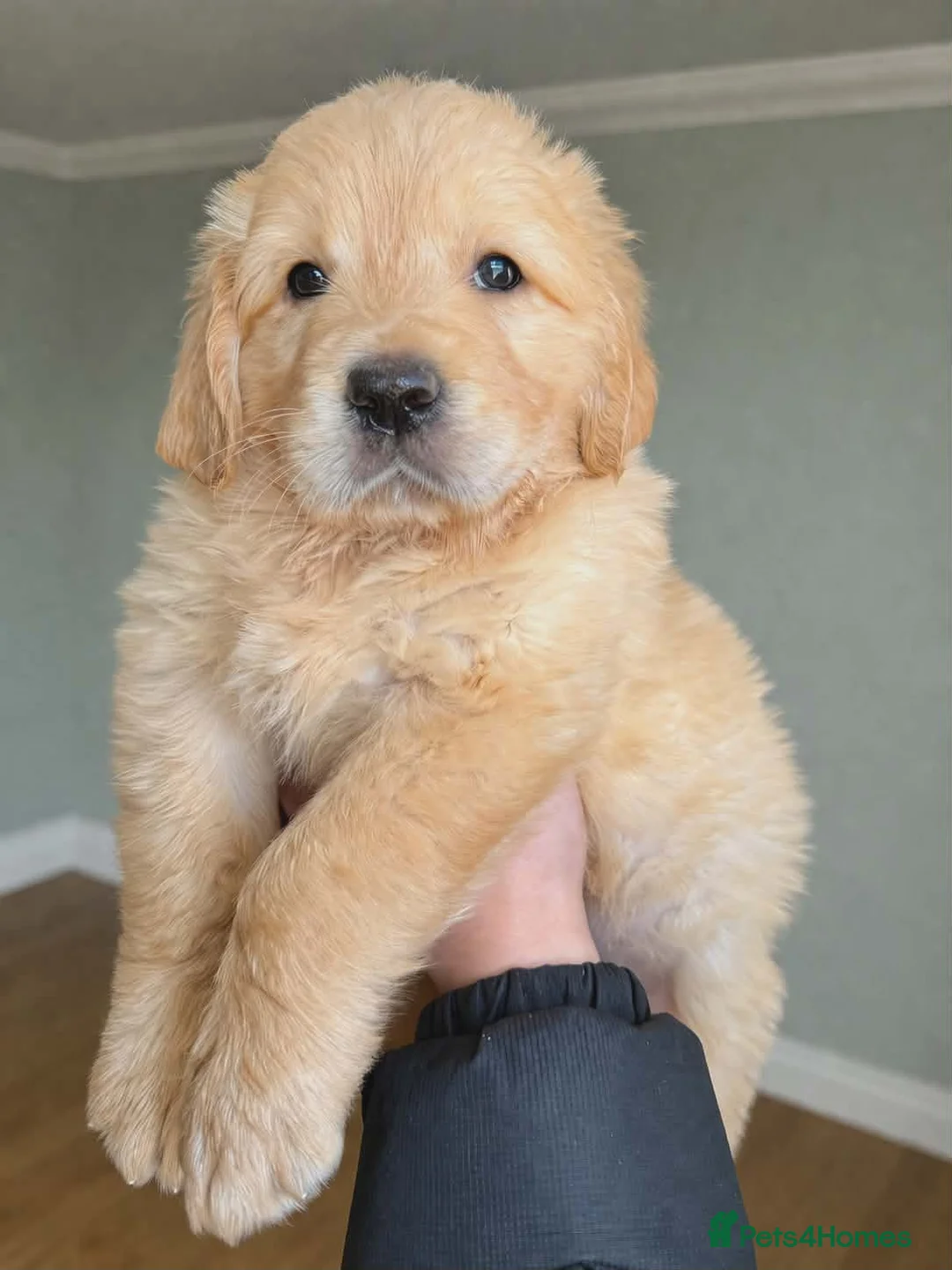 Golden Retriever dogs for stud: Handsome KC registered golden retriever for stud  - Advert 6