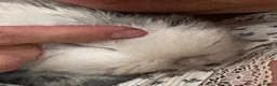 Mixed Breed rabbits for sale: Male baby bunny - Advert 8