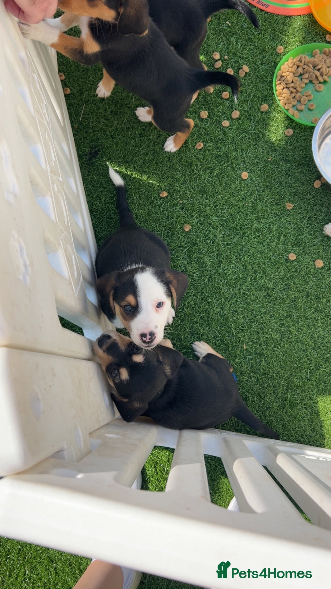 Mixed Breed dogs for sale: Welsh shepherd x beagle mix puppies  in Wigan - Image 13