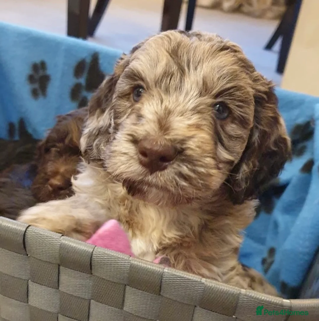 Poodle dogs for stud: Stunning Well Proven Miniature Merle Poodle in Newcastle - Advert 5