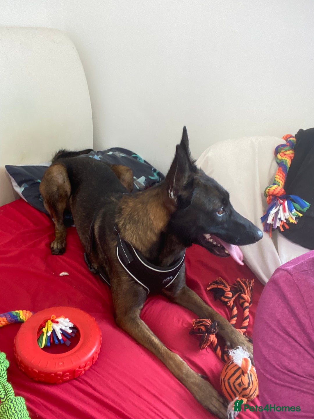 Belgian Shepherd Dog dogs for sale: Belgian Malinois 3 Year Old - Advert 4