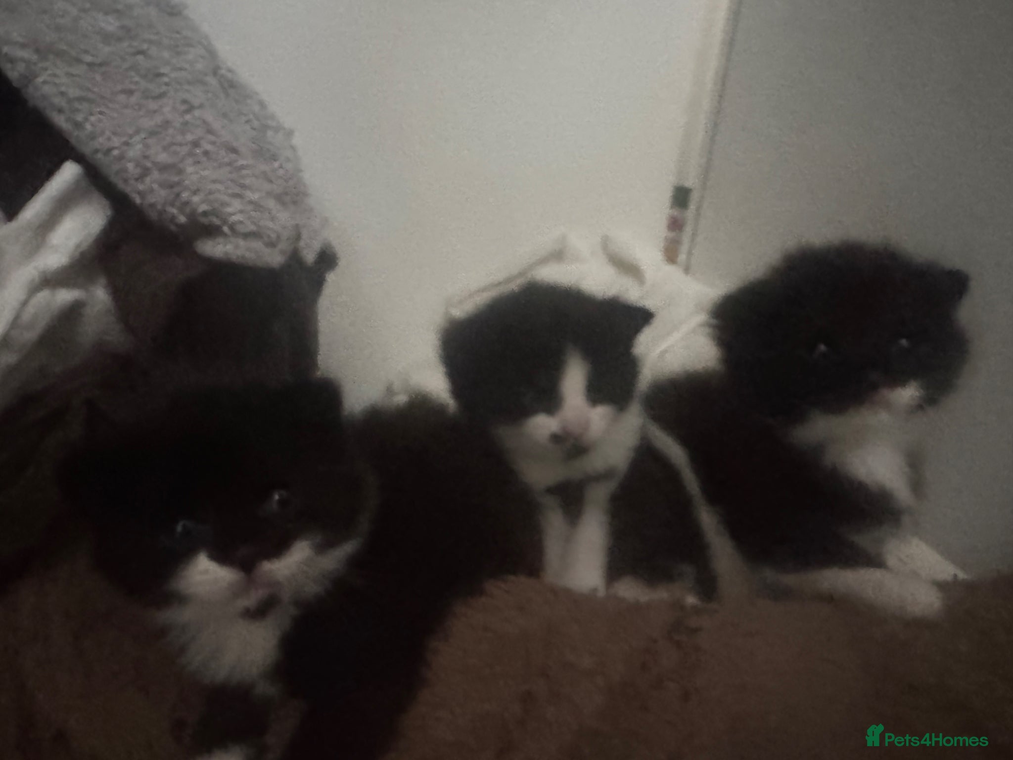 British Longhair cats 3 British Longhair Tuxedo Kittens Black and White - Advert 5