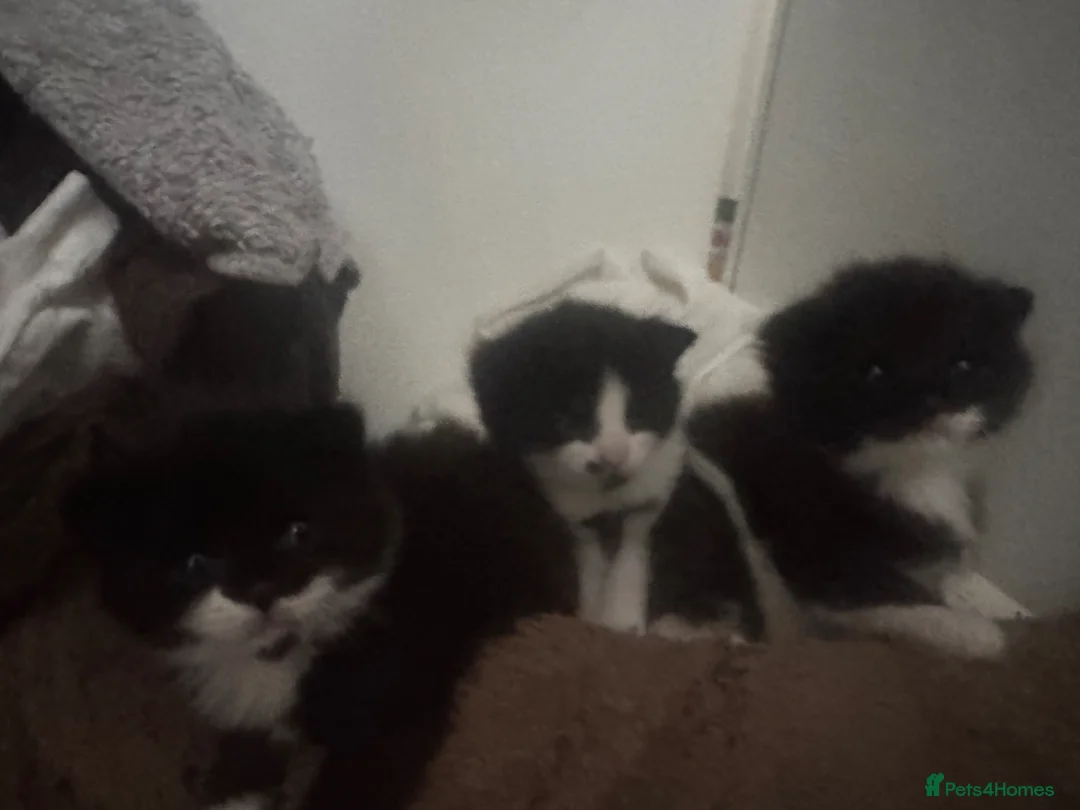 British Longhair cats for sale: 3 British Longhair Tuxedo Kittens Black and White - Advert 1