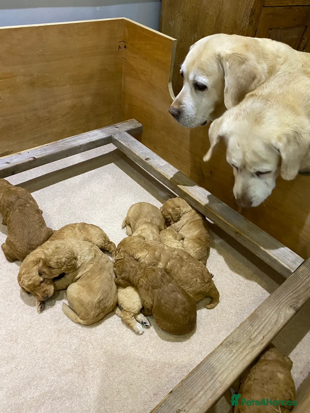 Labradoodle dogs for sale: F1 Red Miniature Labradoodles  - Advert 13