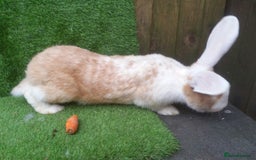 Continental Giant rabbits for sale: PURE Continental Giants Vaccinated 3 in 1 Reserve  - Image 15