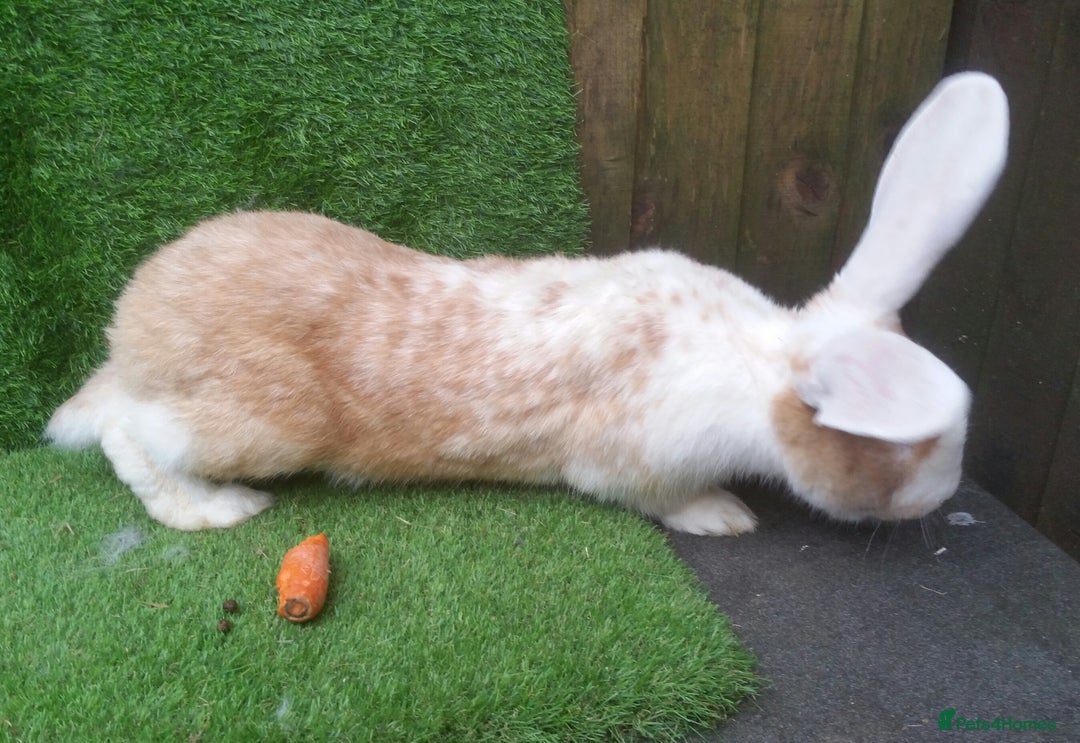 Continental Giant rabbits for sale: PURE Continental Giants Vaccinated 3 in 1 Reserve  - Image 15