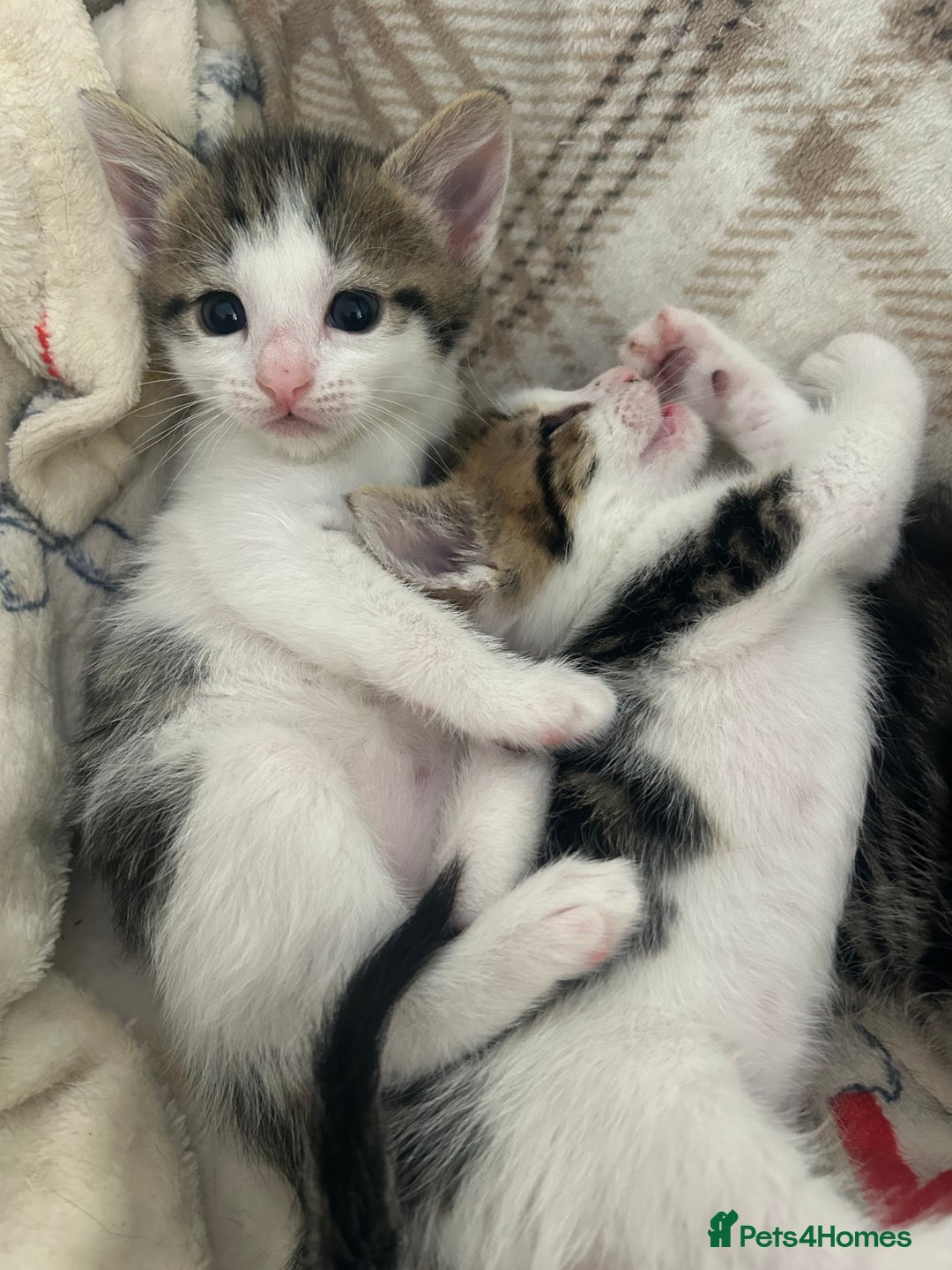 Mixed Breed cats for sale: Beautiful little bot looking for his forever home  - Image 1